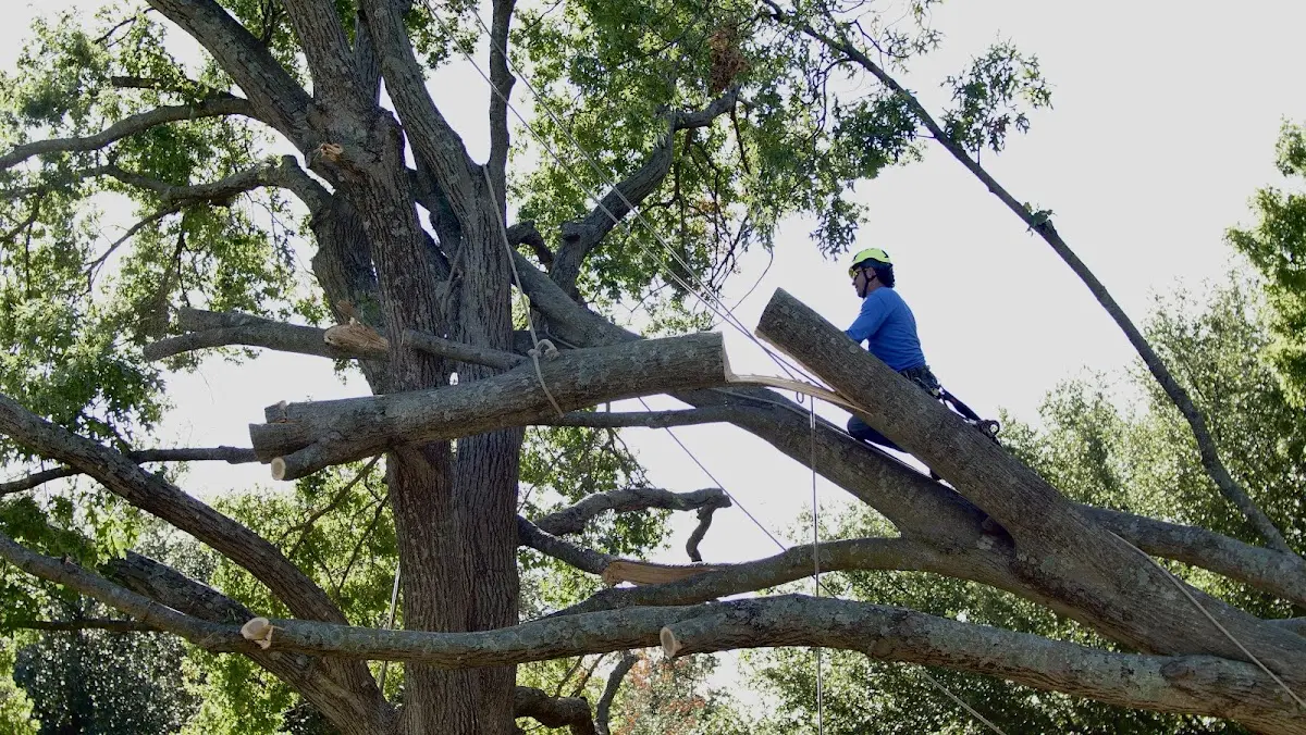 Professional Crown Thinning performed by certified arborists in Holly Grove
