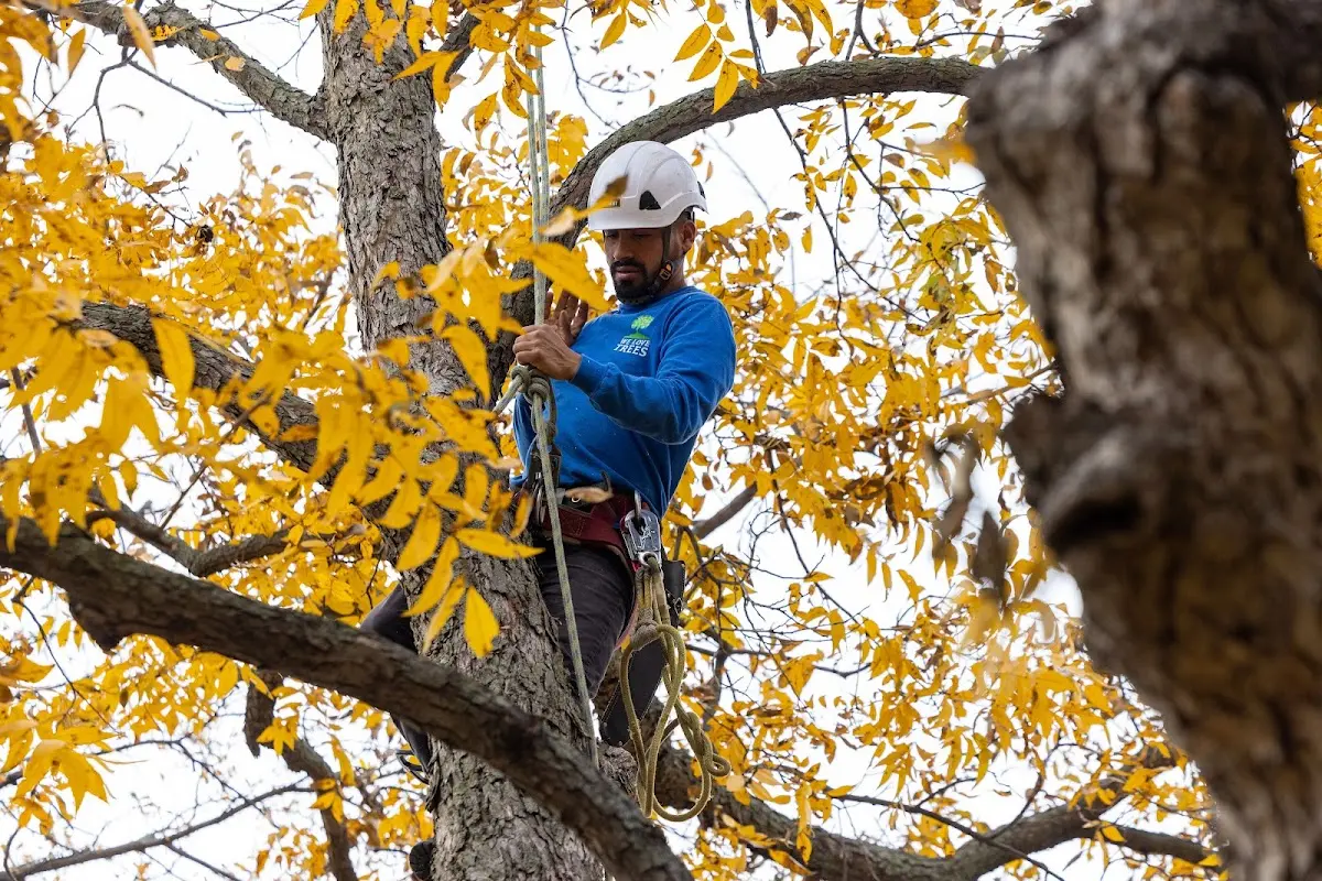 Skilled Tree Pruning crew working in Holly Grove