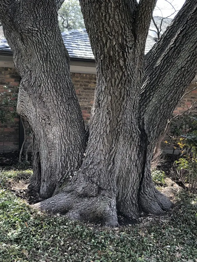 Mature heritage tree close to a Holly Grove property cared for by certified arborists